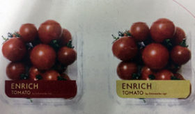 長万部町と東京理科大でハウス栽培「エンリッチトマト」